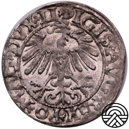 Litwa, Półgrosze, Zygmunt II August 1558 r. Wilno Piękny!